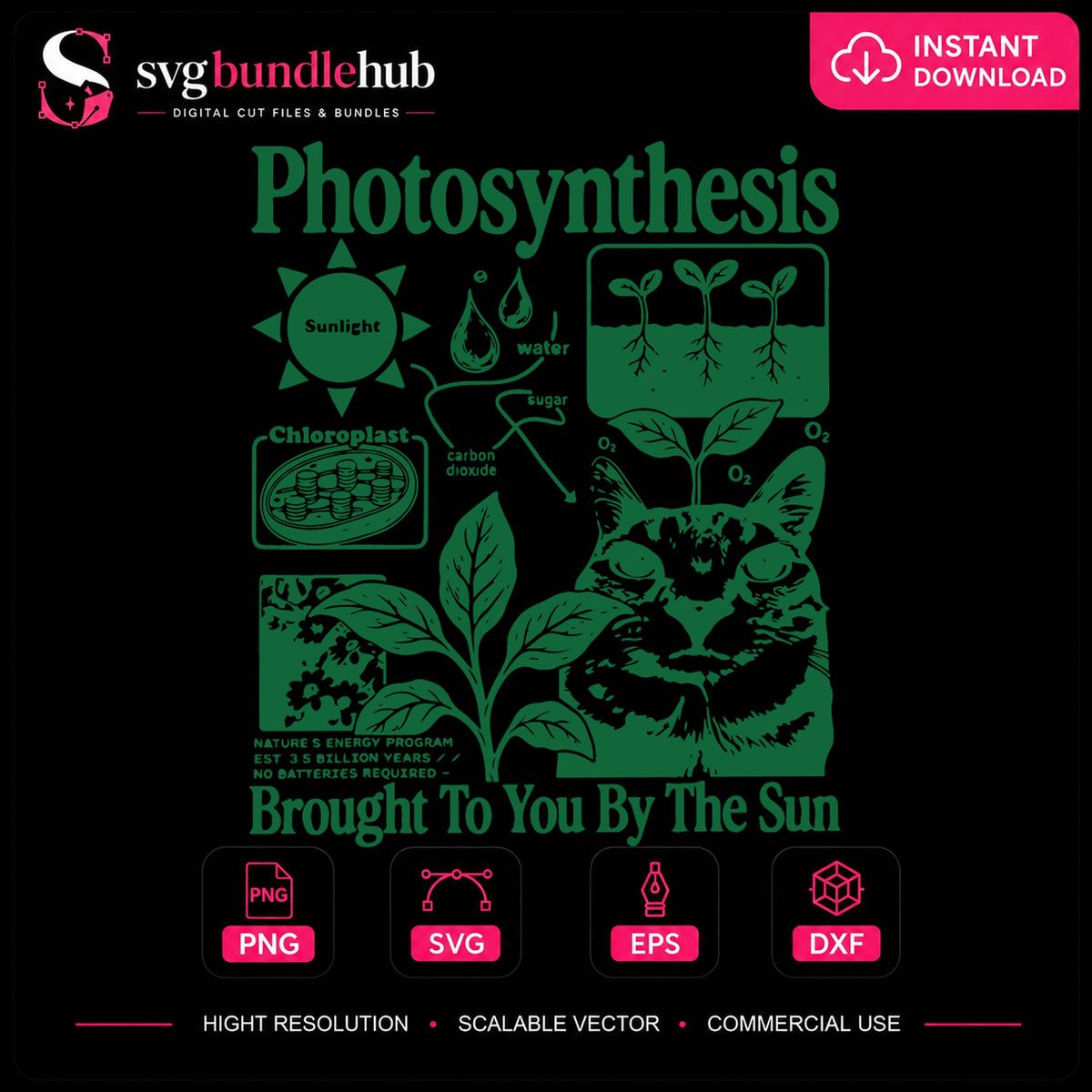 Photosynthesis SVG, Science Education Clipart Design